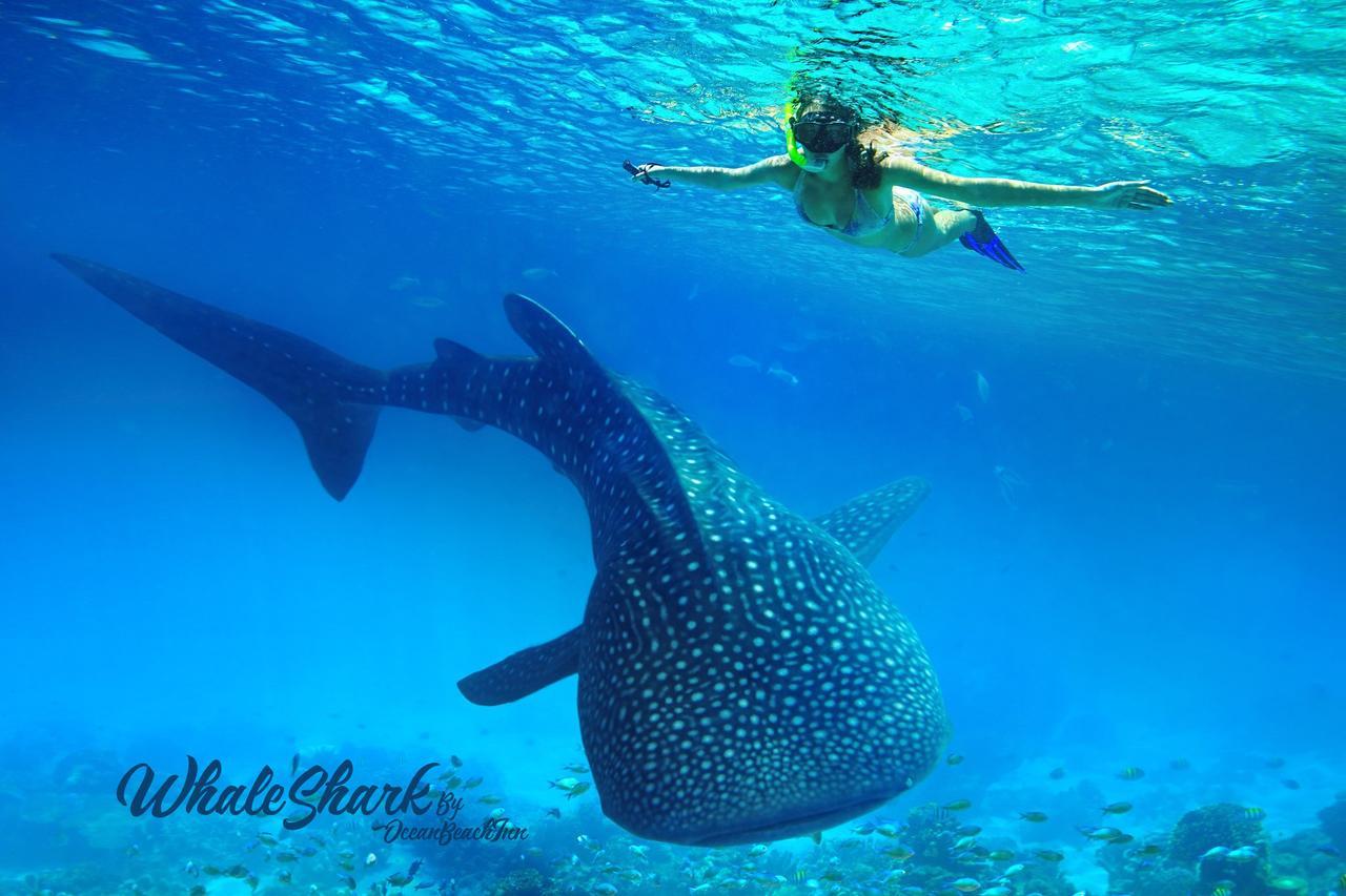 Ocean Beach Maldive Hotell Maldives Eksteriør bilde